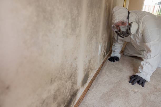 Mold Documentation for Insurance Claims in Mount Sinai, NY