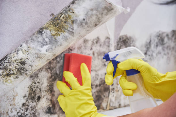 Best Environmental Consulting for Mold Prevention  in Mount Sinai, NY